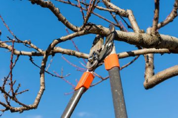 Ordinanza contingibile ed urgente per taglio rami ed alberi interferenti con la sede ferroviaria